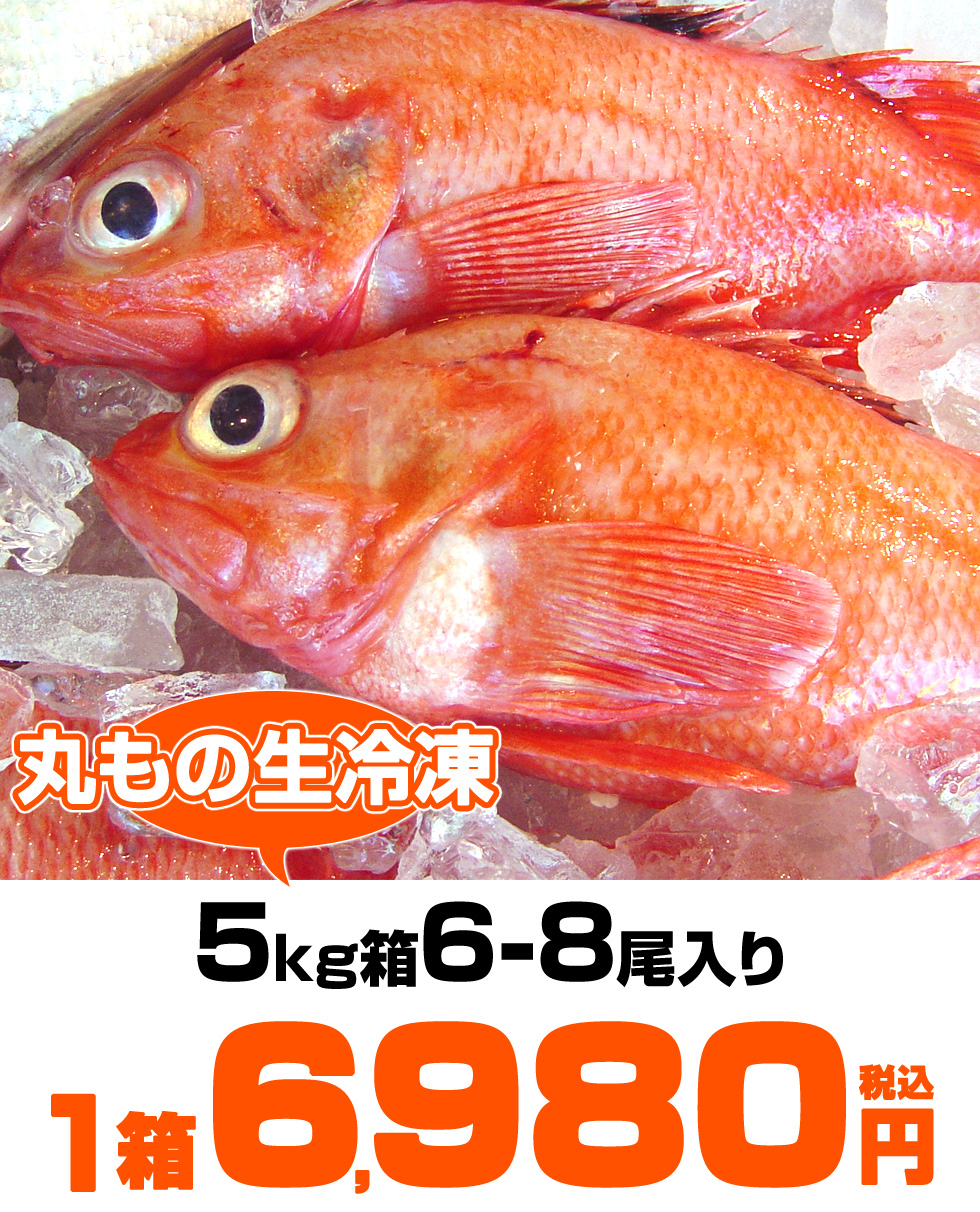 業務用 生冷 丸物 きんき 5kg箱 6尾入り 丸もの生冷凍
