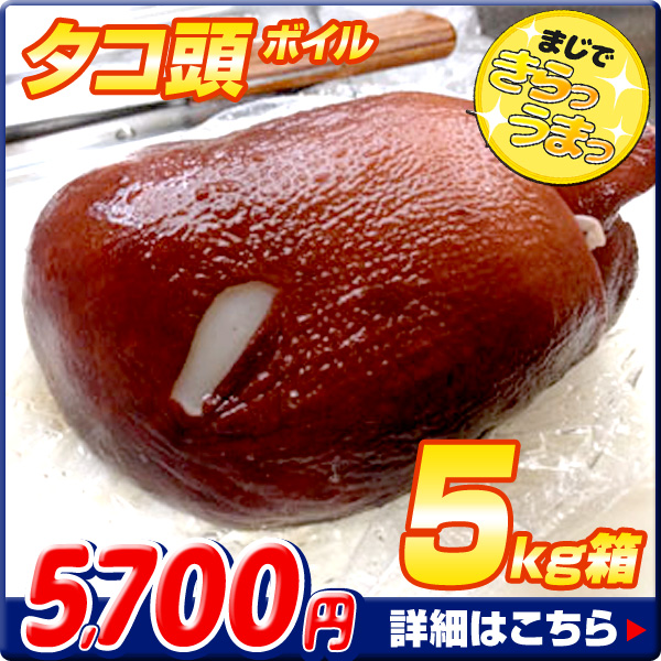 ボイルタコ頭