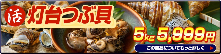 活 灯台つぶ貝