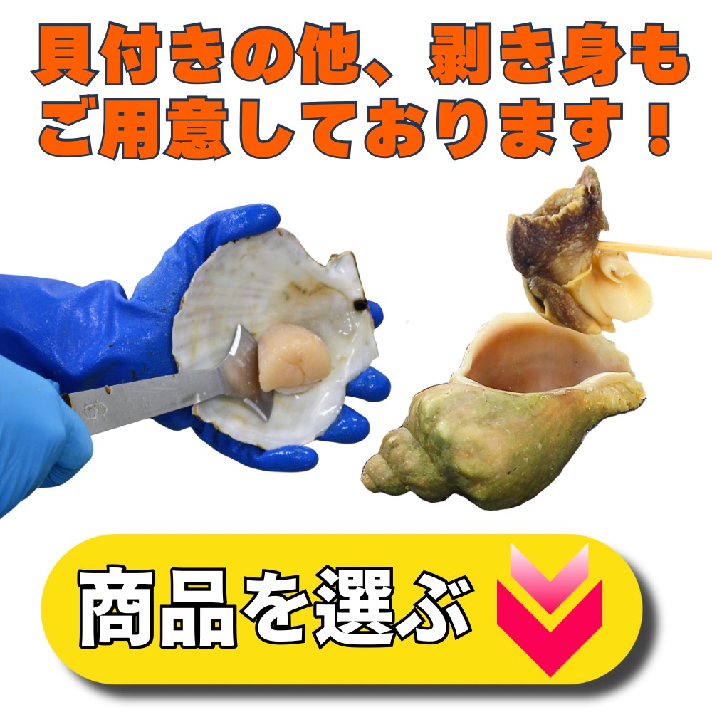 貝仕入れ