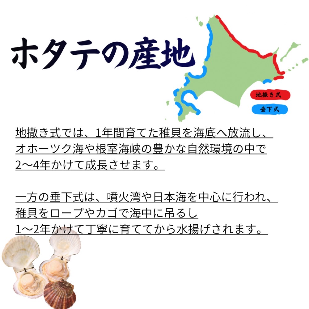 貝付きホタテ