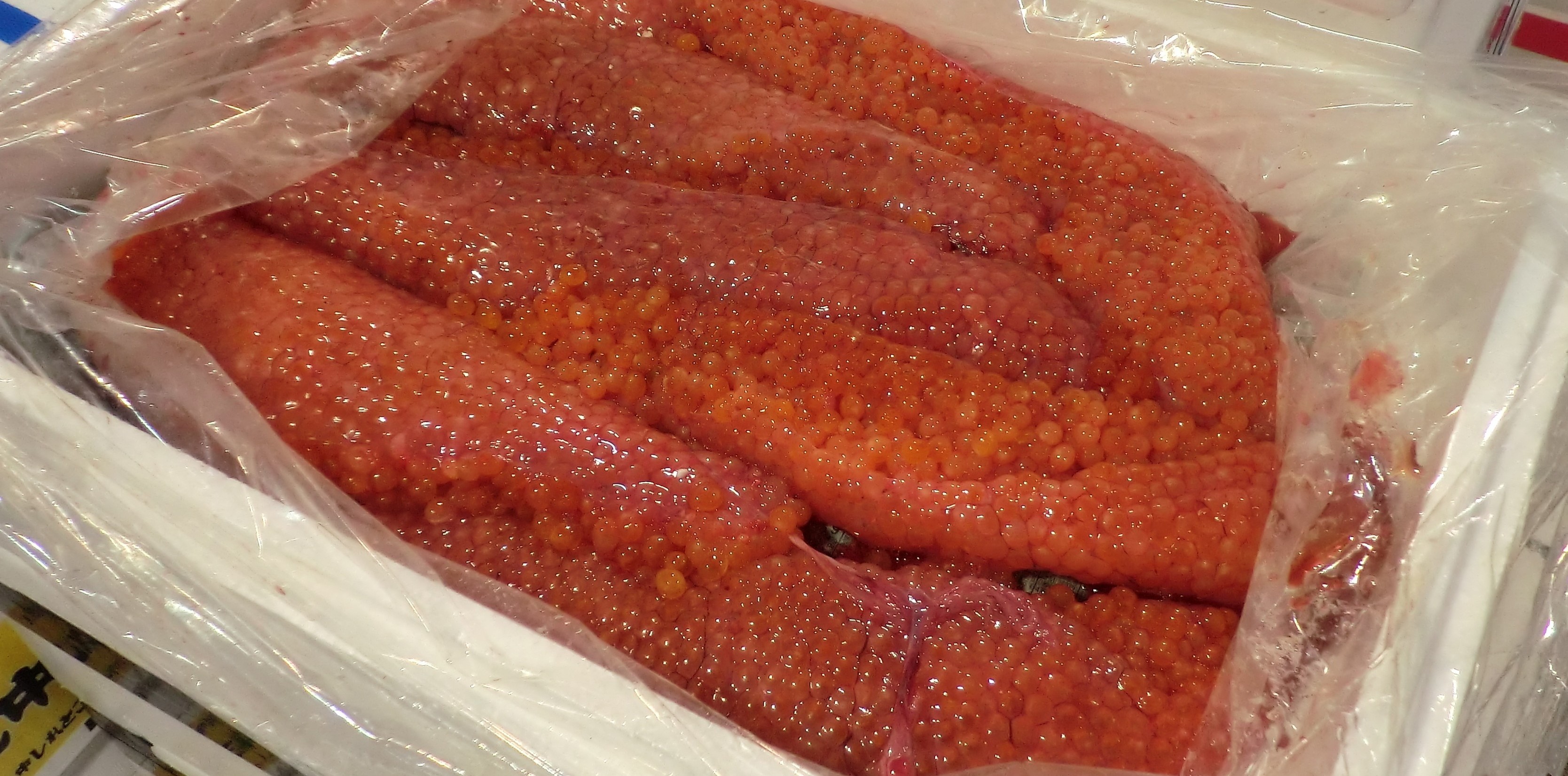 魚卵仕入れ