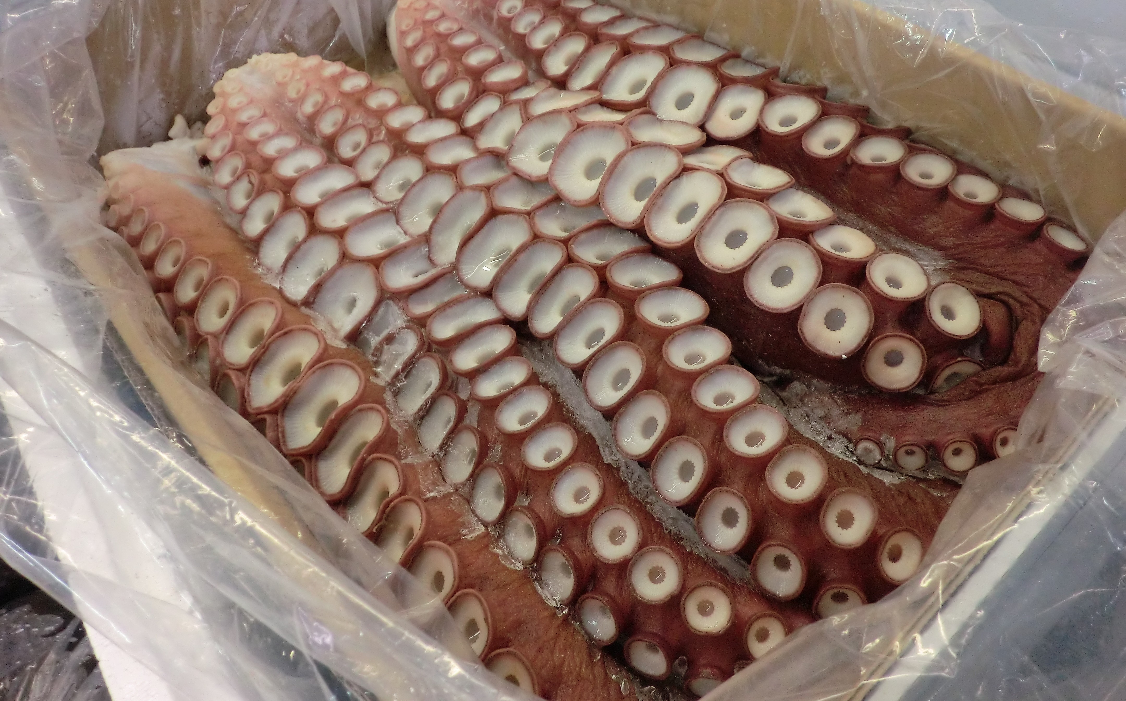 タコ仕入れ